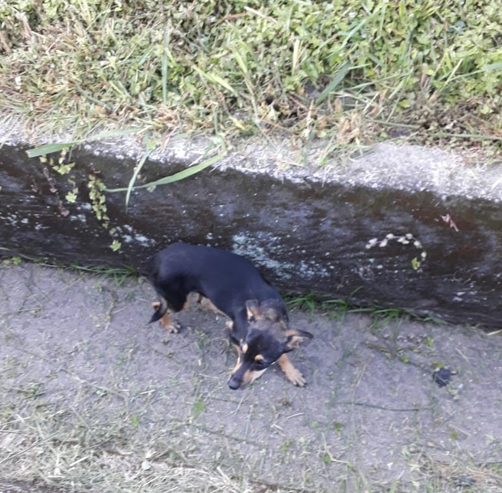 Atropelamento cachorro tobias pencinato angra dos reis 2 