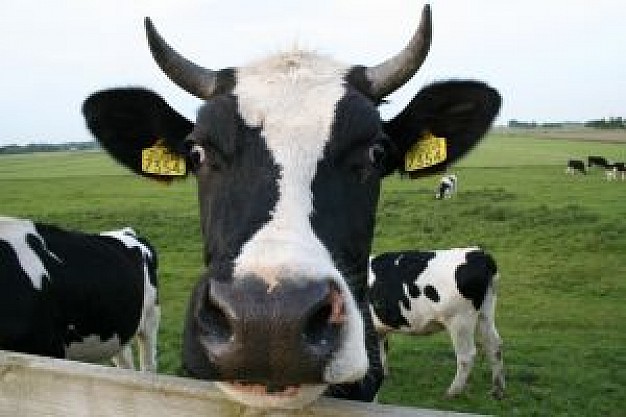 Vacas holandesas 1 2306545