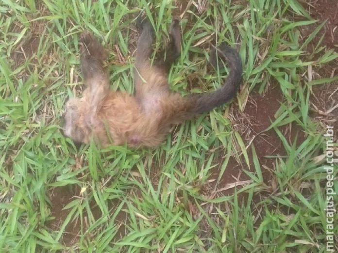 Maracaju macaco encontrado morto em fazenda pode ser possivel caso de febre amarela 1516489469 696x522